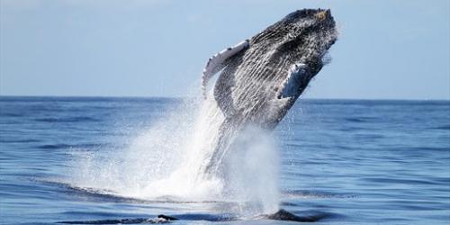Rencontre avec les Baleines à Madère, vols inclus