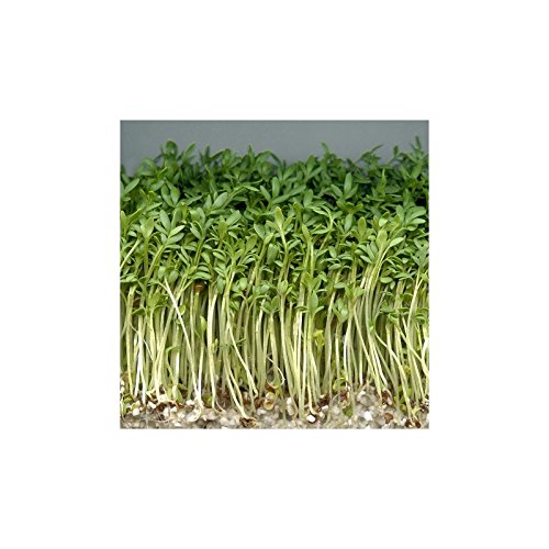 Cresson alénois commun 5 grammes Cresson alénois commun 5 grammes